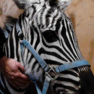 Meet your Posher, Genevieve